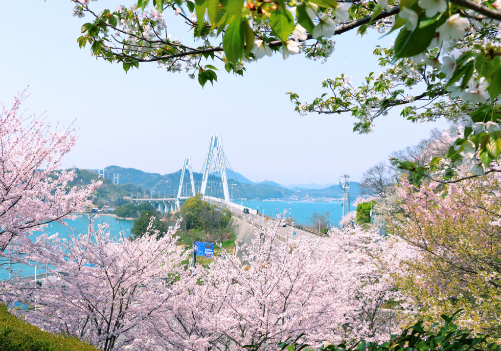 「満開の桜に映える」｜小西　梅子さん（広島県尾道市）