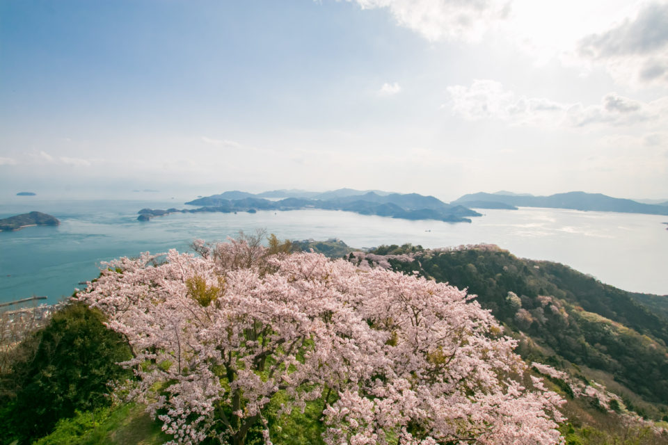 岩城島積善山三千本桜
